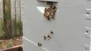 SLO-MO bees