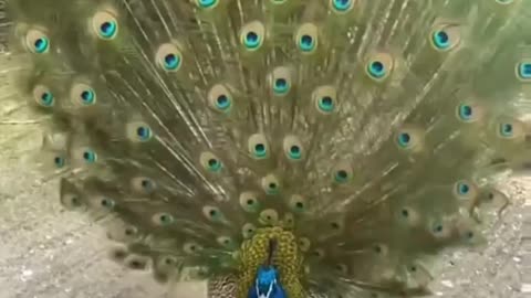Peacock 🦚 Nice Voice | Peacock Dance Video | peacock takes flight | amazing peacock dancing