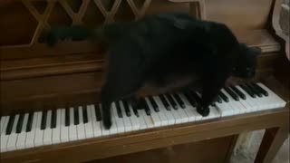 Frank Tickles The Ivories