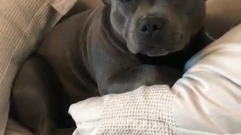 my pitbull puppy laying on sofa