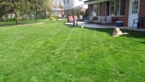 Bernese, Kasia, playing in the sunshine