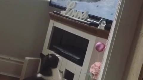 Cats reaction to the tv