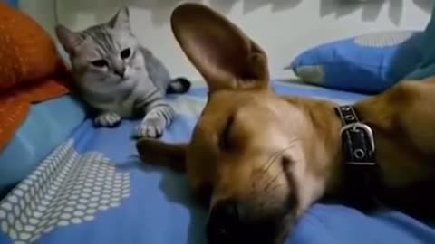 Dog Sleep Farting Makes Cat Angry lol
