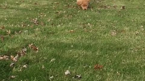 good liam running outside house