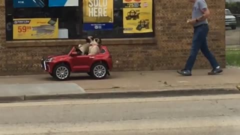 Pugs cruise down street in remote controlled car