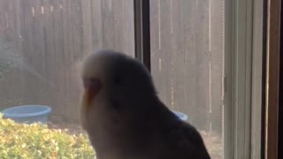 Larry the Parakeet says Biscuit