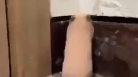 Hamster Startled