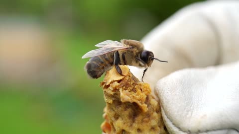 The bee is savoring