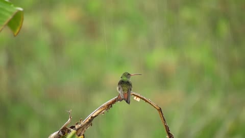 bird-hummingbird-rain-bath-sucker