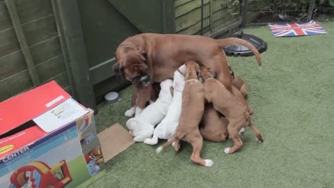 BOXER PUPPIES MORNING ROUTINE