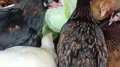 Amazing chicken 🍗 trending video