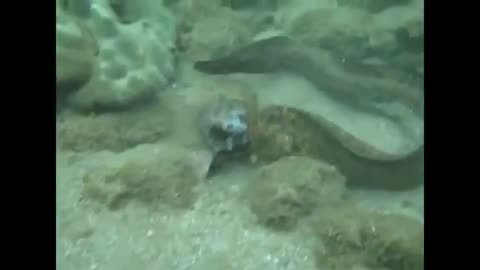 Big Battle I Moray Eel Vs Sea Snake I Moray Eels Fight struggle for existence