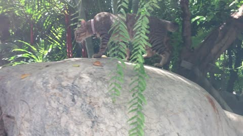 Brindle Cat is on Top of the Rock