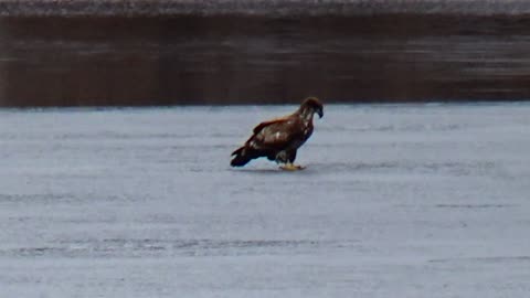 Juvenile Eagle