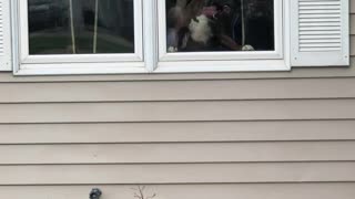 Boxer Licks Window For Attention