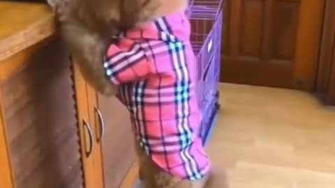 Amazing cute and smart dog step on small stool to get snack