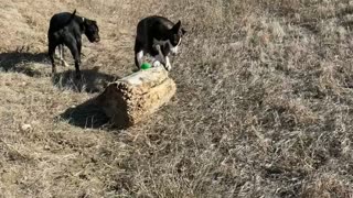 Rolling rolling rolling! Dog Rolls Large Log