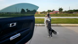 Dog Pulls Off Kiki Challenge Without A Hitch