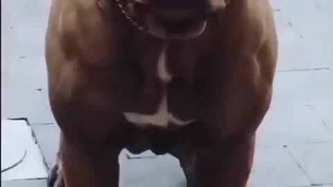 Would you dare to walk this dog ☠️