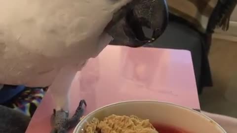 Cardinal bird eats delicious dessert salad