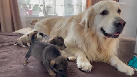 Puppy need the love of a Golden retriever