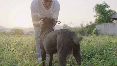 A gentle young owner stroking on his lovely pet against summer sunlight and green grass field