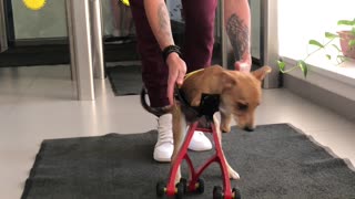 Disabled Dog Receives 3D Printed Prosthetic