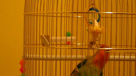 My Agapornis parrot is playing with her toys