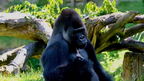 Gorilla Eating His Veggies