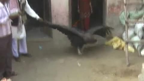 Biggest Falcon Find in Village