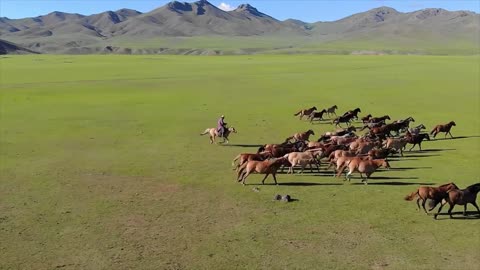 Wild Horse catching techniques