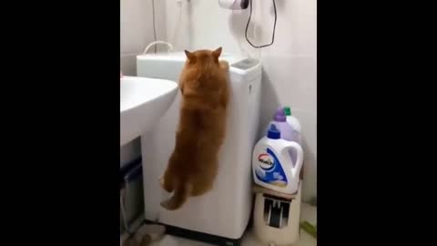 Funny cat, too fat to jump up