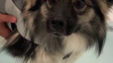 Adorable Puppy learns to swim with life jacket