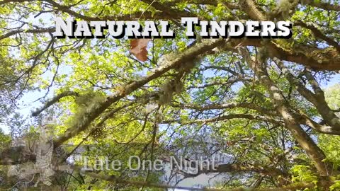 Natural Tinder. Birch Bark and a Ferro Rod