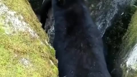 A bear catching fish Animals4World