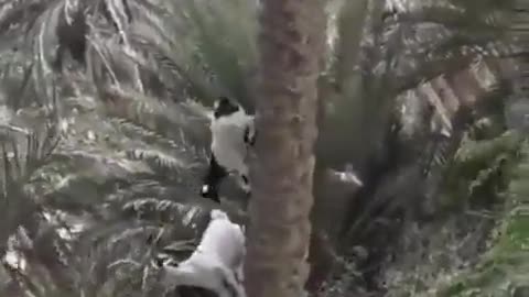 Have you seen goats on palm trees?