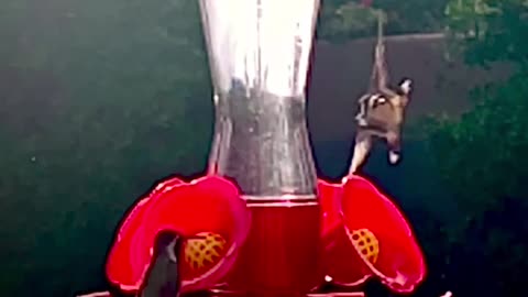 Hummingbirds have arrived to drink water