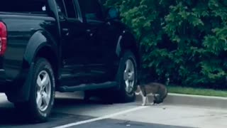 Hilarious Cat Fight at McDonald’s Drive-through