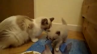 cat teasing her mom :)