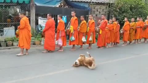 FUNNY DOG DANCE WHILE MONKES PRAYING IN THE STREET