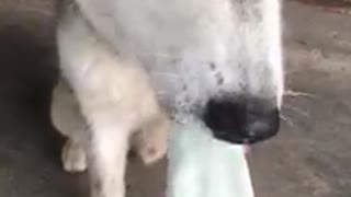 Cute Dog Eats Ice Cream