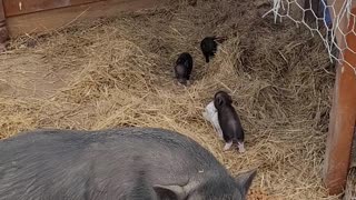 Our New Piglets