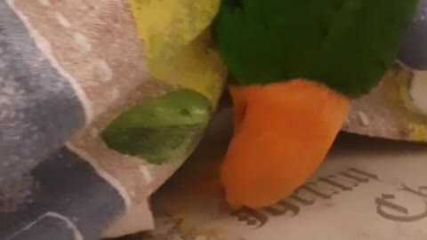 Bijou Parrot eats a fruit in a funny pose