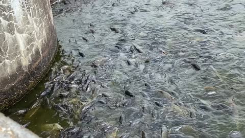 HUNDREDS of Fish Beg for Food - Pymatuning State Park