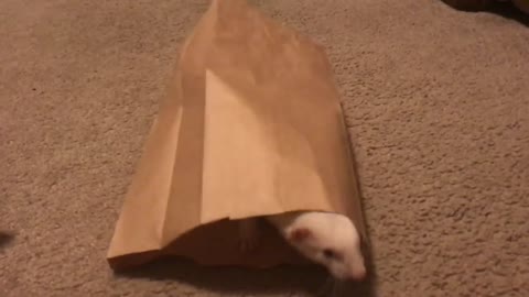 Nibbles discovers the paper bag