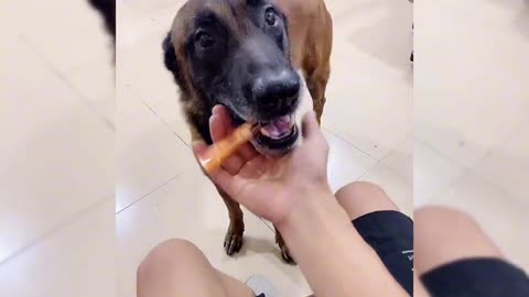 Dog helps owner quit smoking