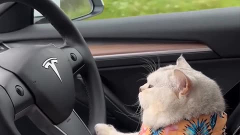 "Feline Autopilot: The Purrfect Drive in a Tesla"