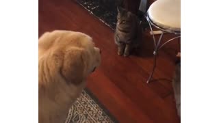 Dog Won't Eat Treat Until Cat Gets One
