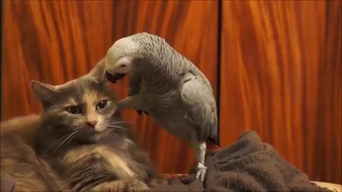 Parrot and cat (6)