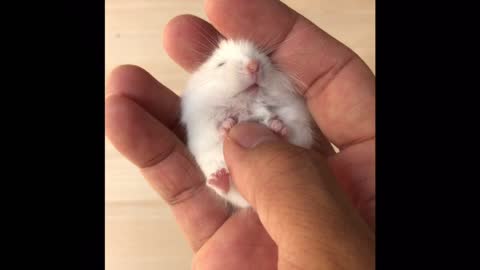 Tiny hamster baby workout
